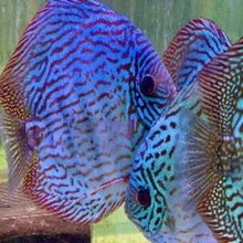Load image into Gallery viewer, Discus Blue Turquoise