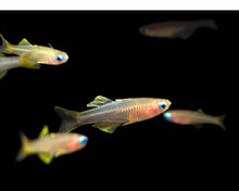 Load image into Gallery viewer, pseudomugil ivantsoffi