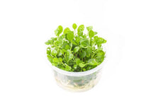 Load image into Gallery viewer, Tissue Culture