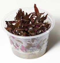 Load image into Gallery viewer, Tissue Culture