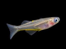 Load image into Gallery viewer, Fork tail Blue eyes (Pseudomugil Furcatus)