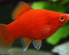 Load image into Gallery viewer, Red Platy