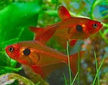 Load image into Gallery viewer, Red Phantom Tetra