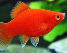 Load image into Gallery viewer, Red Platy