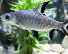 Load image into Gallery viewer, Silver Shark