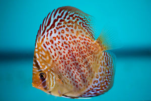 Discus Spotted Leopard