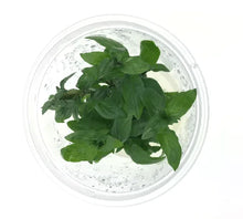 Load image into Gallery viewer, Tissue Culture