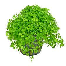 Micranthemum Pot