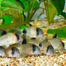 Load image into Gallery viewer, Panda Cory
