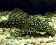 Load image into Gallery viewer, Bristlenose Catfish