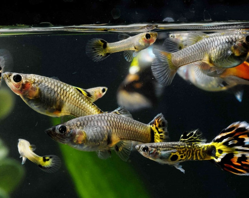 Illustration of Using Guppies And Other Fish As Feeder