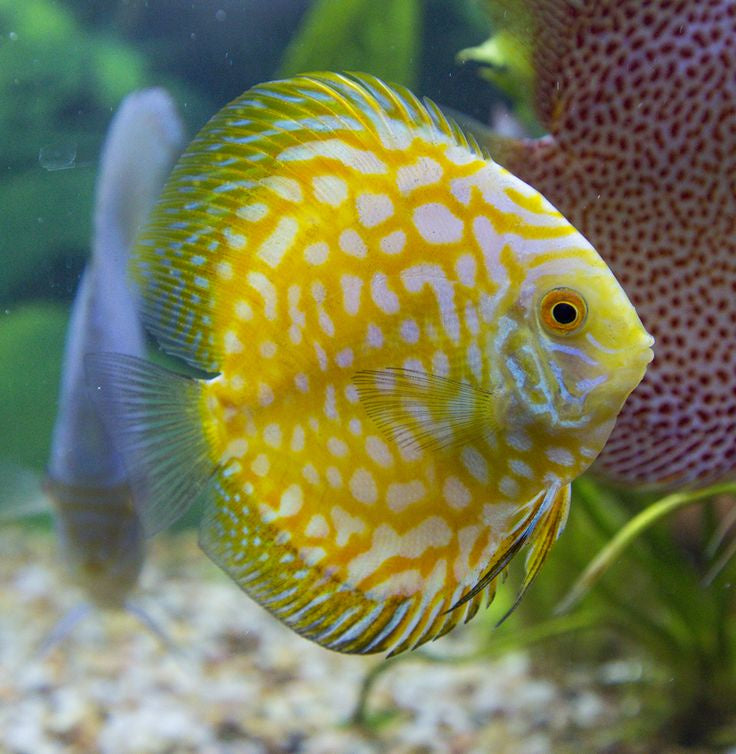 yellow checkerboard discus fish