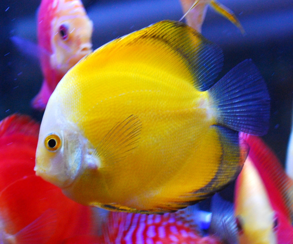 golden melon discus fish