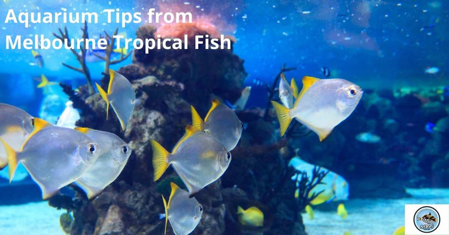 Aquarium Tips from Melbourne Tropical Fish