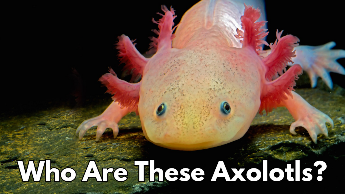 Axceladoes Fish Who Are These Axolotls? – Melbourne Tropical Fish
