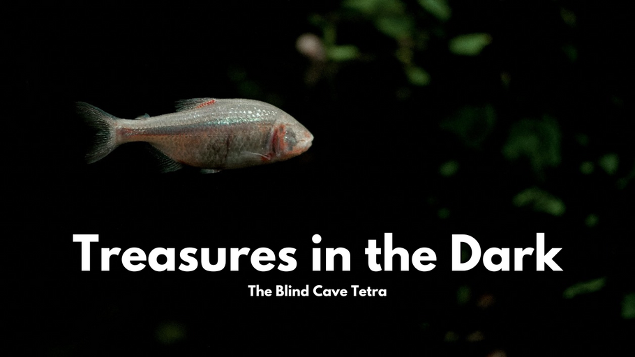 Treasures in the Dark- The Blind Cave Tetra (Astyanax mexicanus)