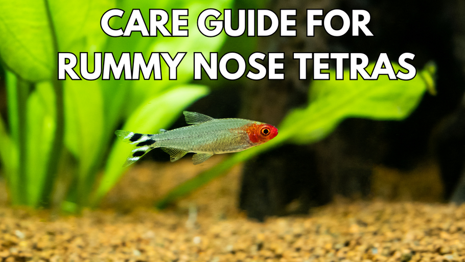 Care Guide for Rummy Nose Tetras