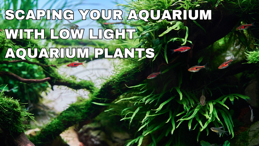 Scaping Your Aquarium with Low Light Aquarium Plants