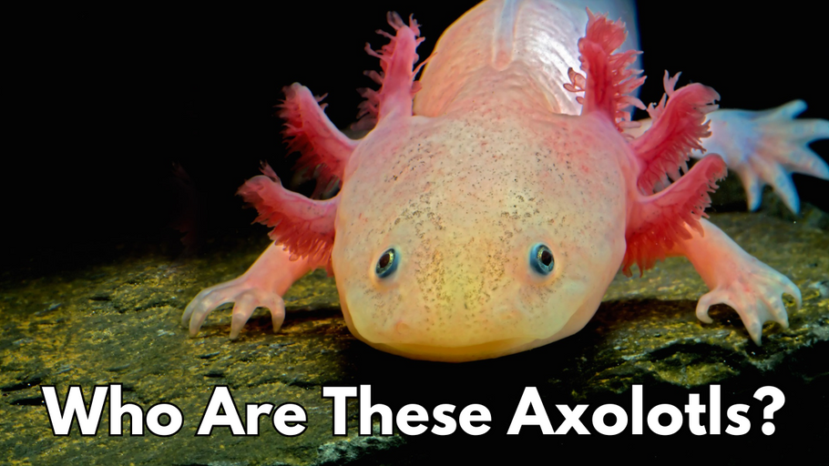 Who Are These Axolotls?