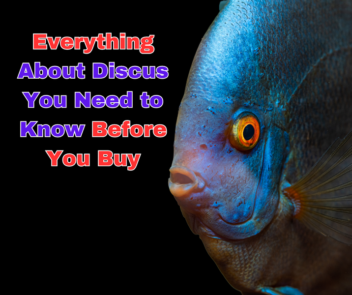 Everything About Discus You Need to Know Before You Buy