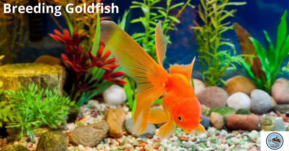 Breeding Goldfish – Melbourne Tropical Fish