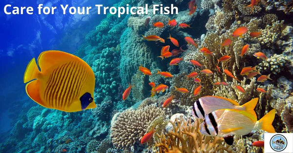 Care for Your Tropical Fish