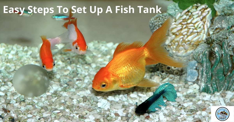 Easy Steps To Set Up A Fish Tank