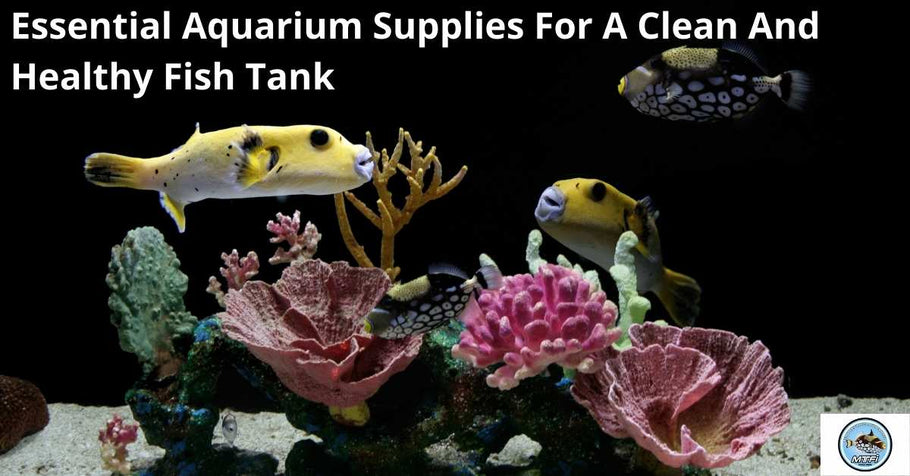 Essential Aquarium Supplies For A Clean And Healthy Fish Tank