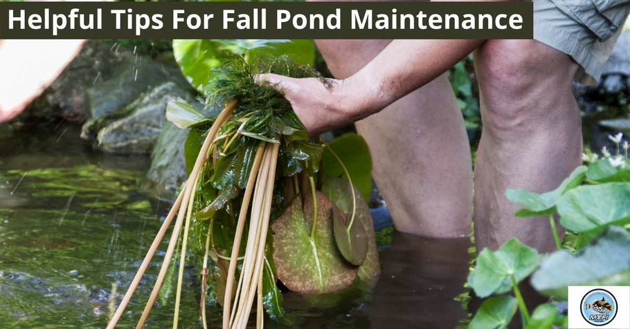 Helpful Tips For Fall Pond Maintenance