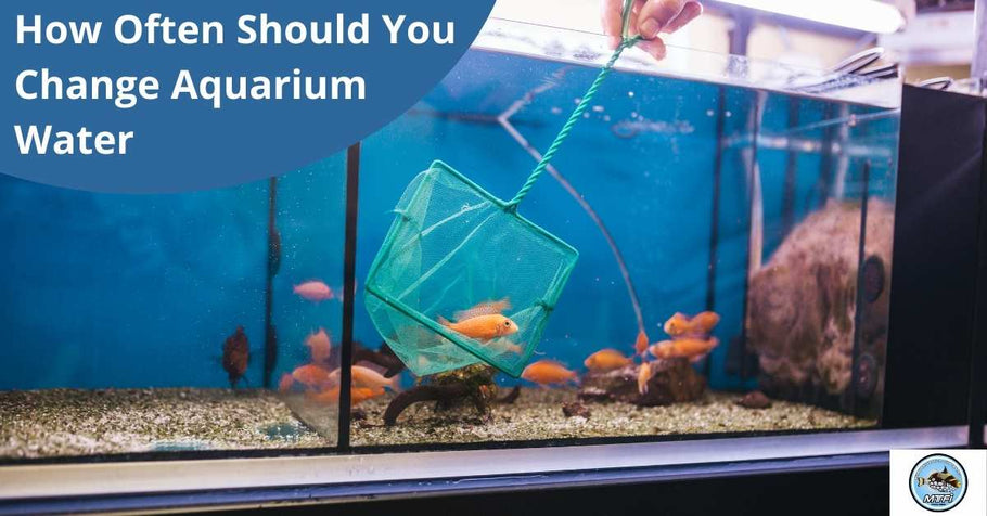 How Often Should You Change Aquarium Water?
