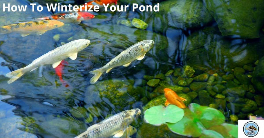 How To Winterize Your Pond
