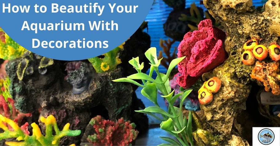 How to Beautify Your Aquarium With Decorations