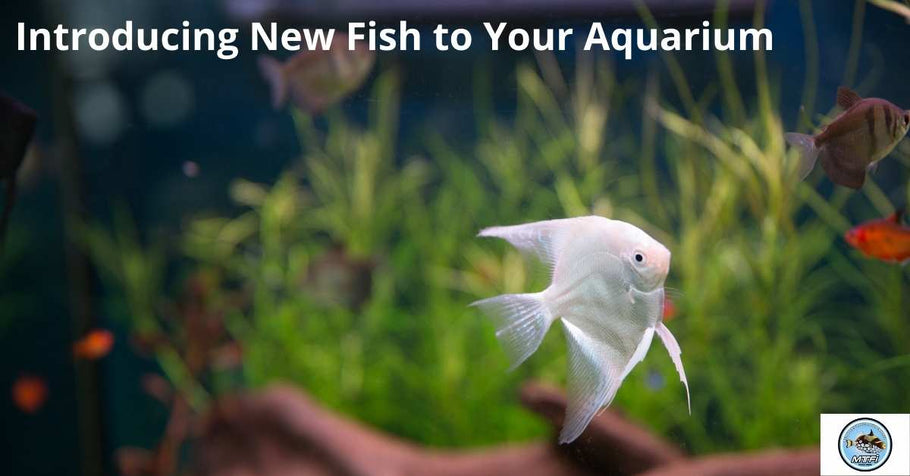 Introducing New Fish to Your Aquarium