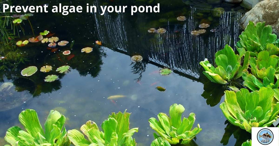 Prevent algae in your pond