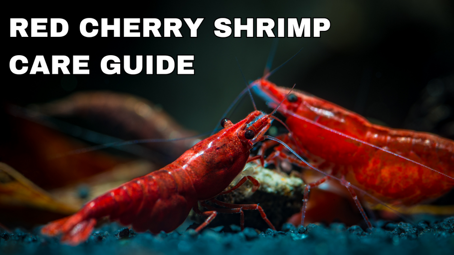 Red Cherry Shrimp Care Guide