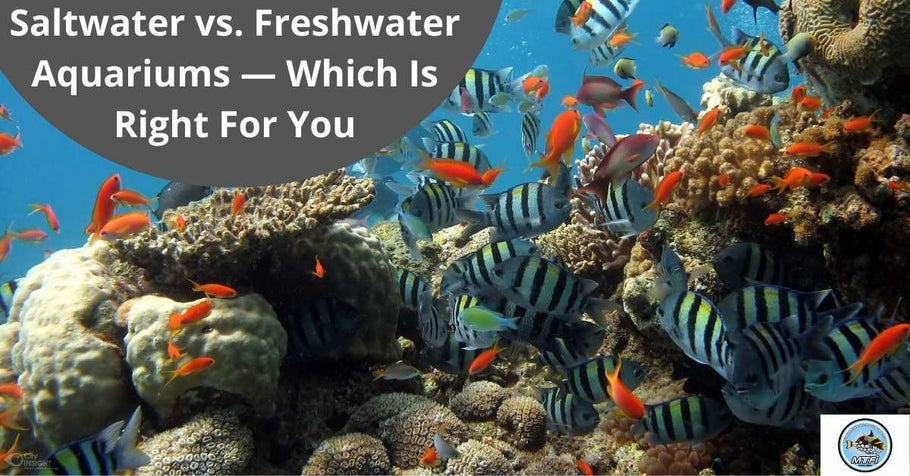 Saltwater vs. Freshwater Aquariums — Which Is Right For You?