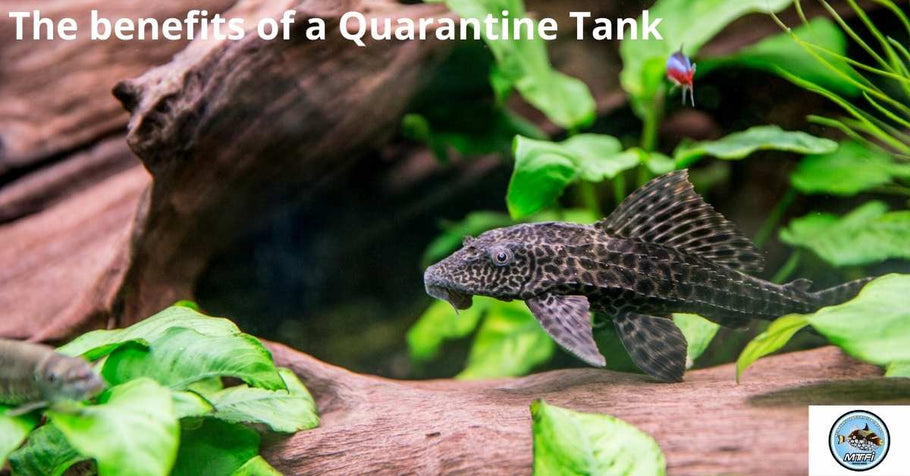 The benefits of a Quarantine Tank