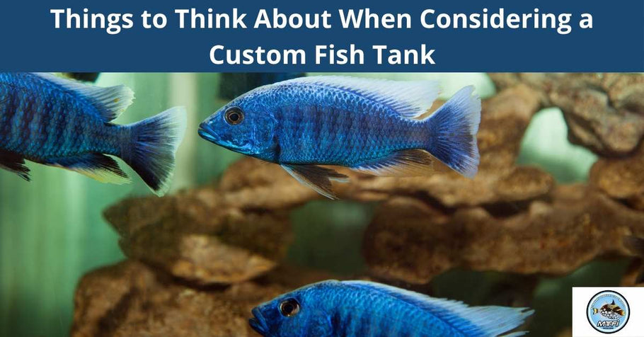 Things to Think about When Considering a Custom Fish Tank