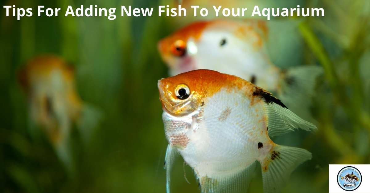 Adding Fish Tips For Adding New Fish To Your Aquarium – Melbourne Tropical Fish