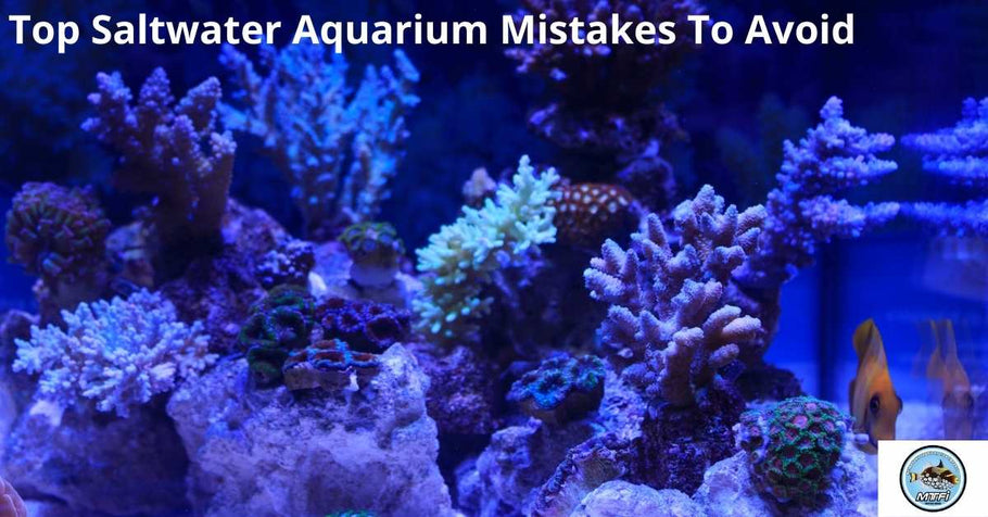 Top Saltwater Aquarium Mistakes To Avoid