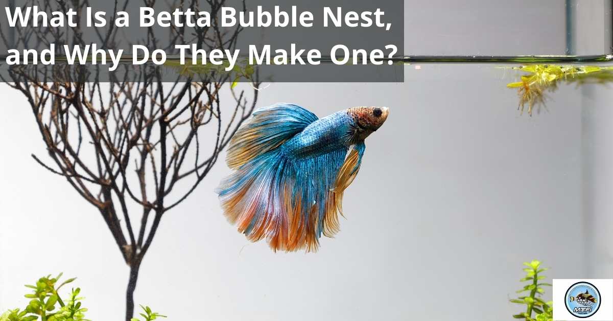 Should I keep cleaning my betta's tank when he is making bubble nests? If  so, how? - Quora