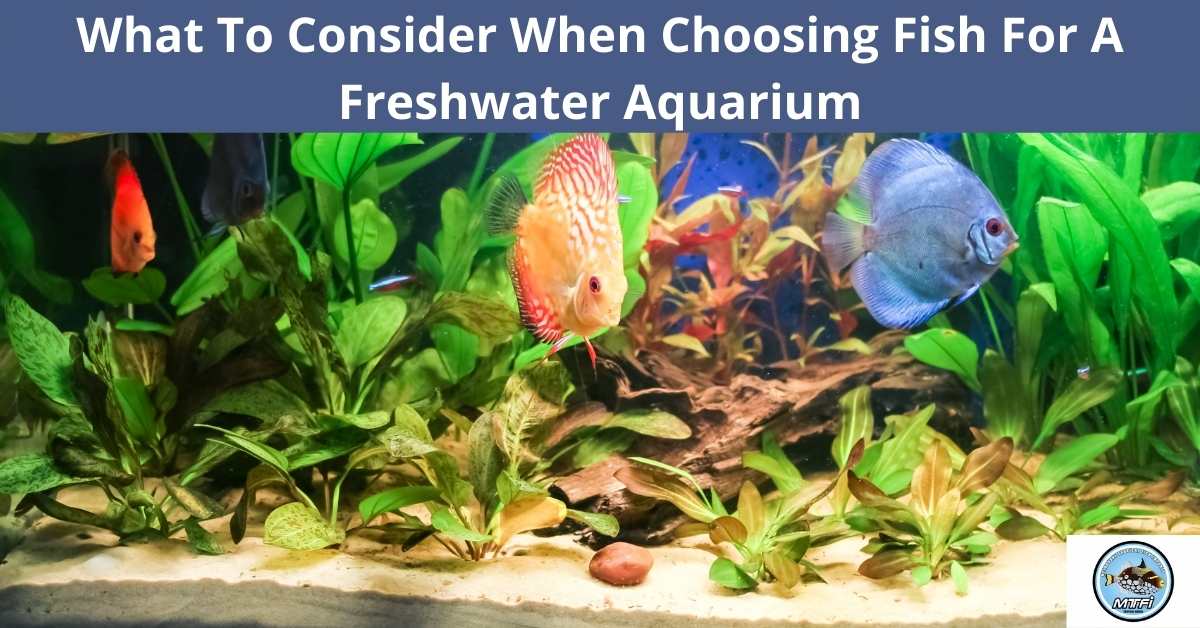 What To Consider When Choosing Fish For A Freshwater Aquarium ...