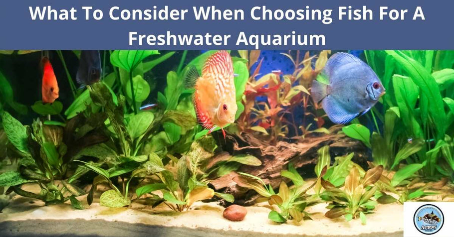 What To Consider When Choosing Fish For A Freshwater Aquarium