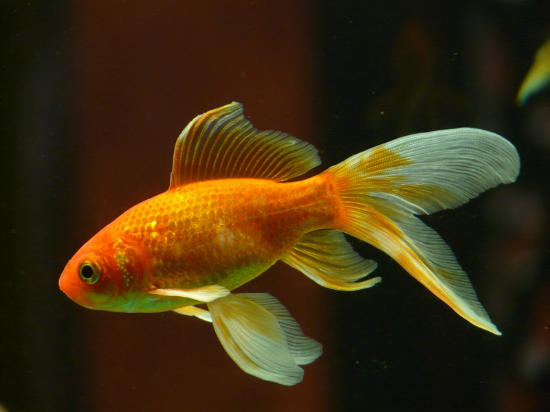 Insights on Goldfish and Comet Care