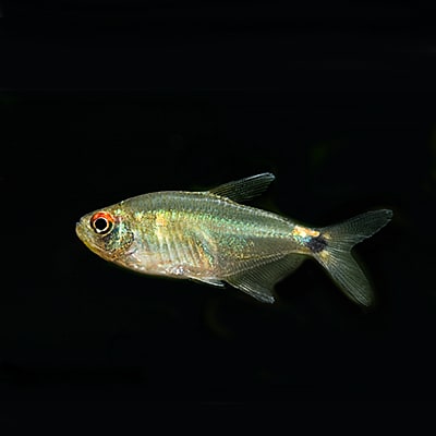 Head & Tail Light Tetra