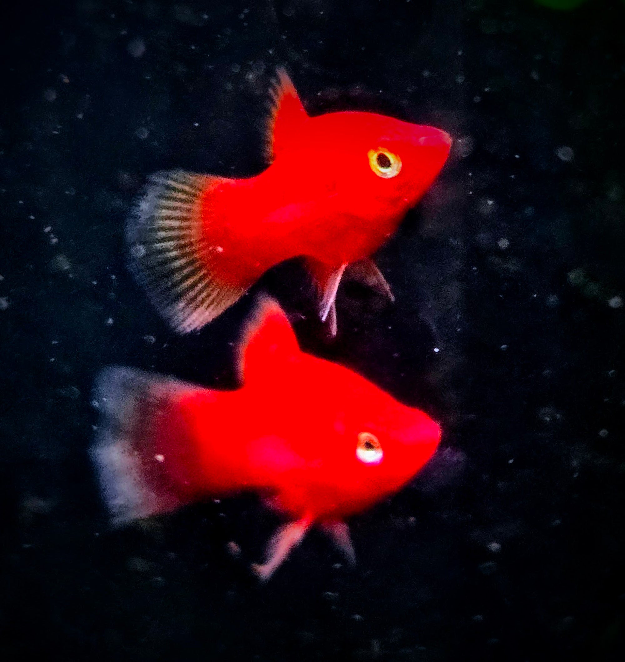Fire Red Coral Platy Jumbo