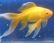 Golden Comet 7cm