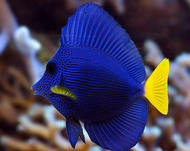 Purple Tang Medium