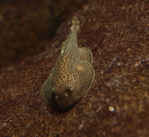 Borneo Sucker