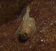 Borneo Sucker